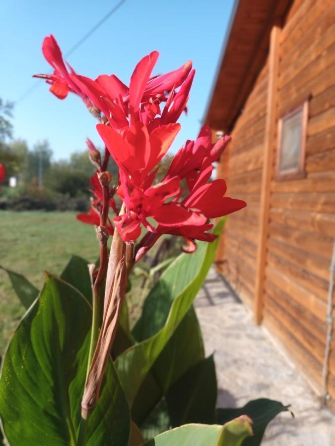 Lolini Bungalovi Novi Sad Eksteriør bilde